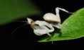 /album/fotogalerie-mantis-from-habitat/dsc-7361-jpg/