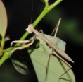 /album/fotogalerie-mantis-from-habitat/dsc-7787-jpg/