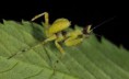 /album/fotogalerie-mantis-from-habitat/dsc-8257-jpg/