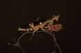 /album/fotogalerie-mantis-from-habitat/img-8097-jpg/